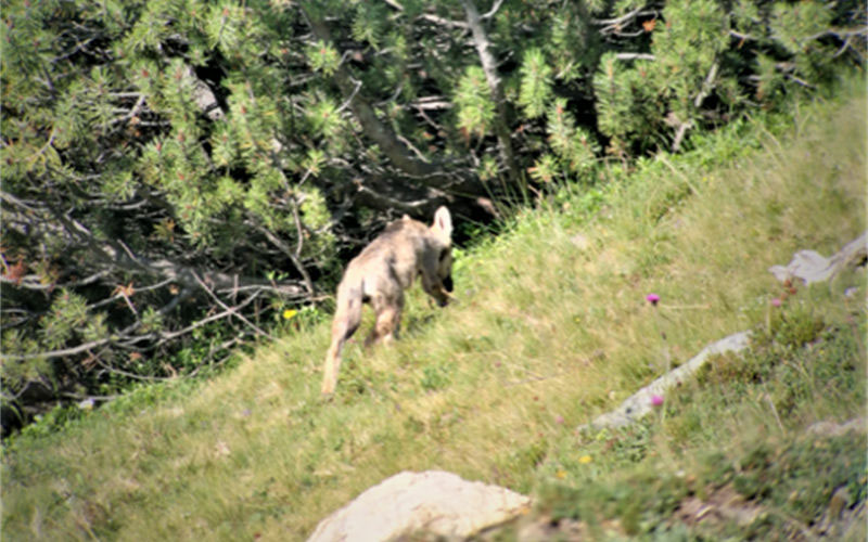 Wolf Mittelbuenden W 800 H 0 Copia 2228b