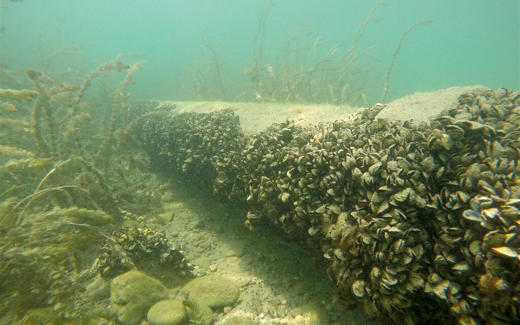 Foto Quaggamuschel Cozza Invasiva W 1600 H 0 A707b