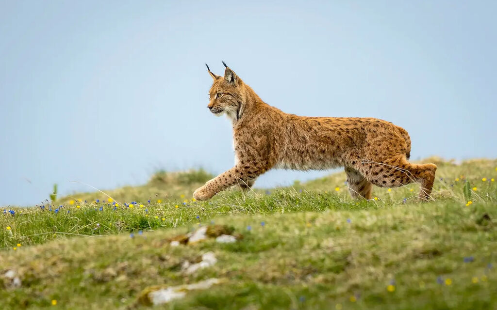 Lince 47b3 B4e3 9d68855676a3 79382