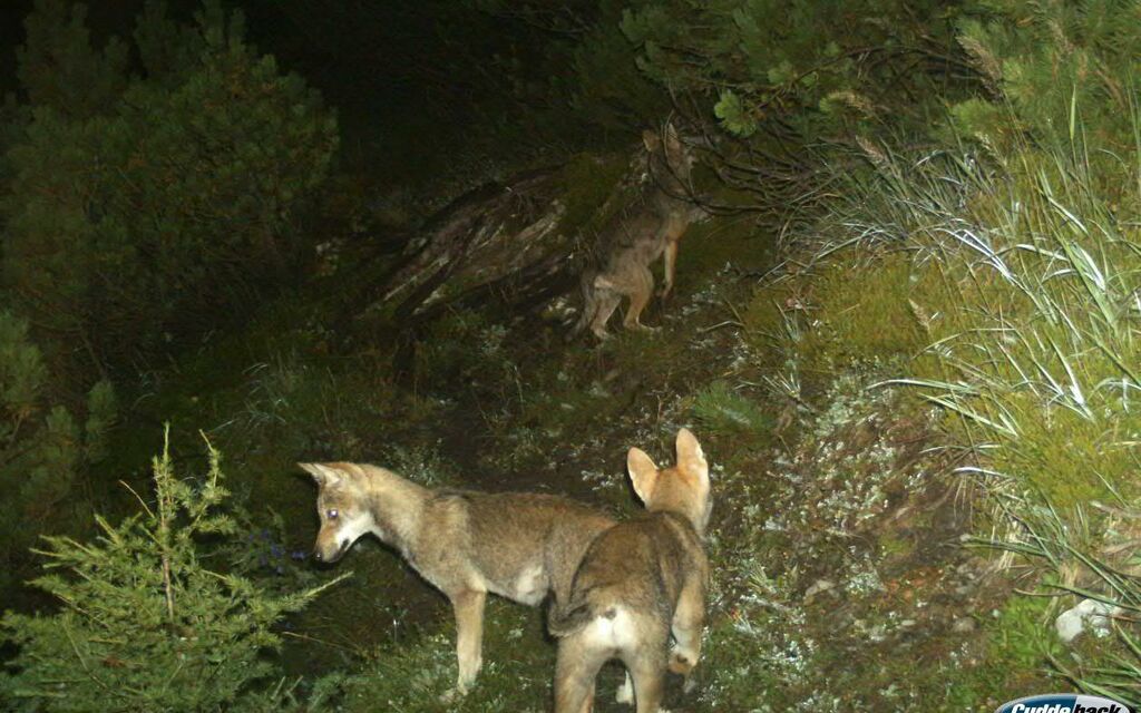 SCHWEIZ WOLF CALANDARUDEL A0fff