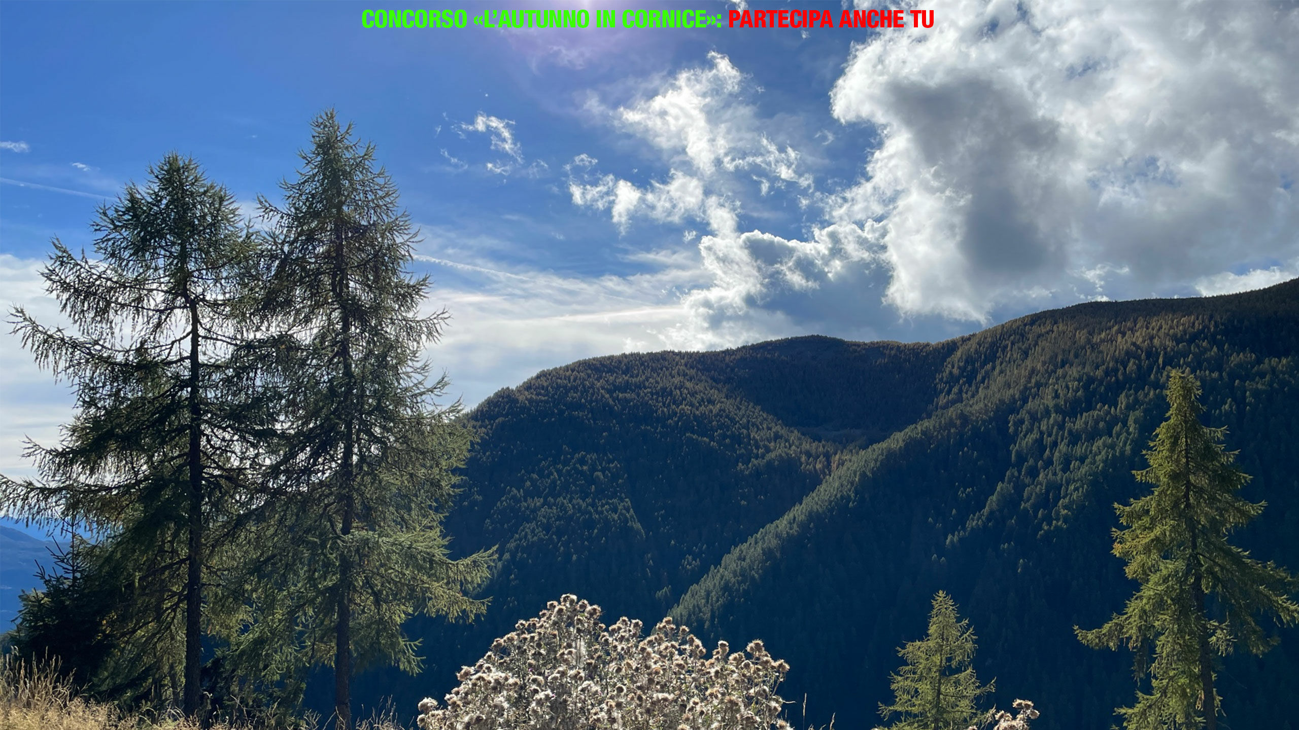 Concorso 2024