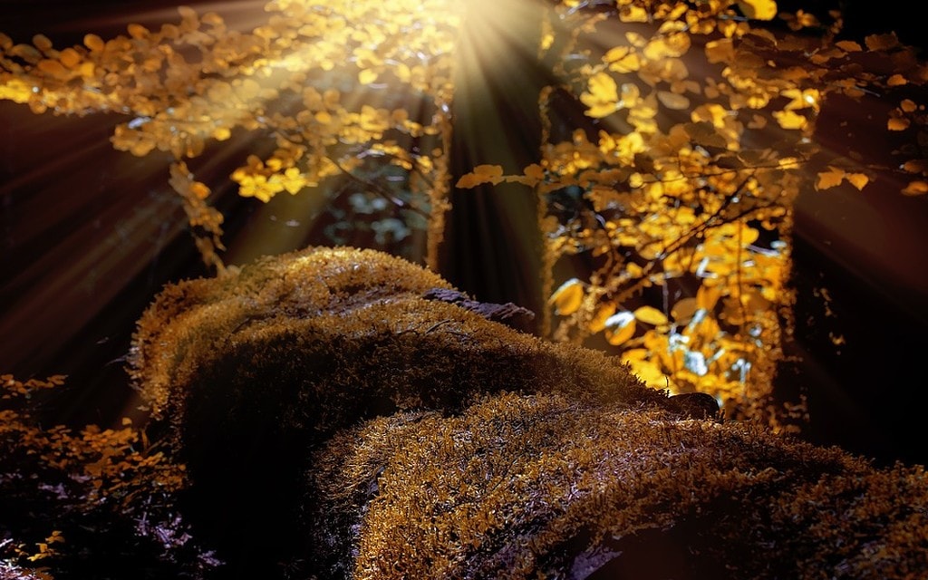 Bosco Autunno 23b44