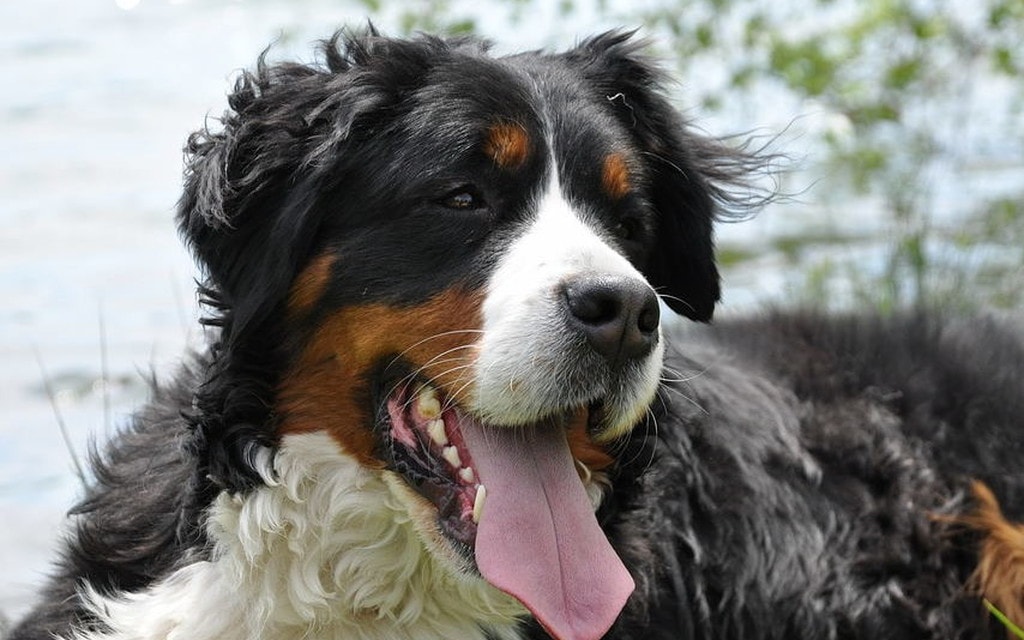 Cani Bernesi Ebd95
