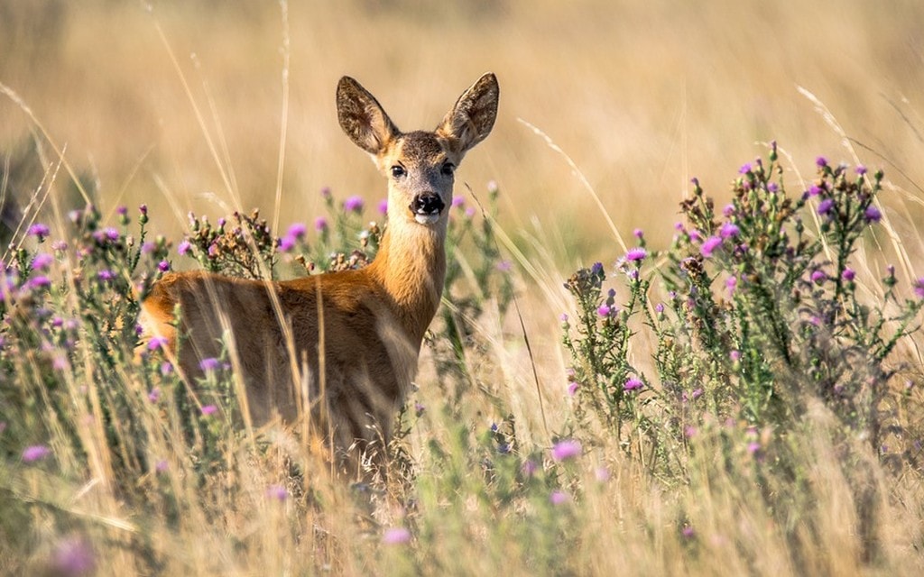 Capriolo 39539