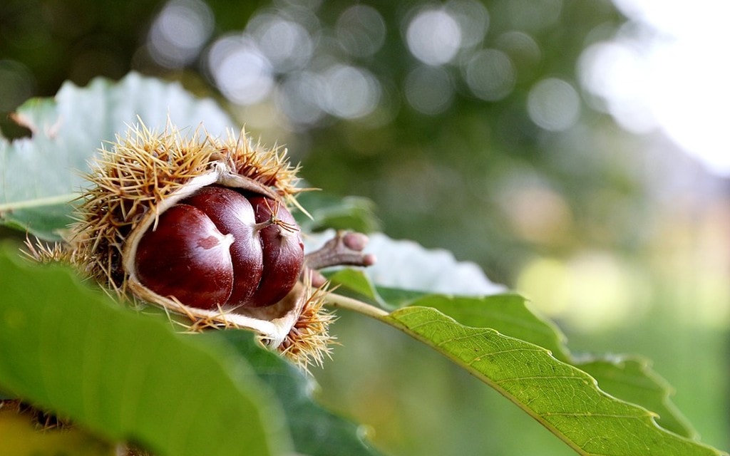 Castagne 1aa86