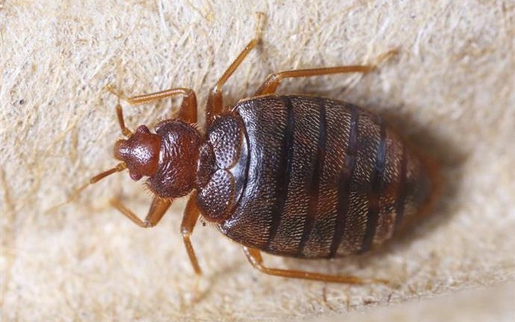 Cimice Letti E99dc