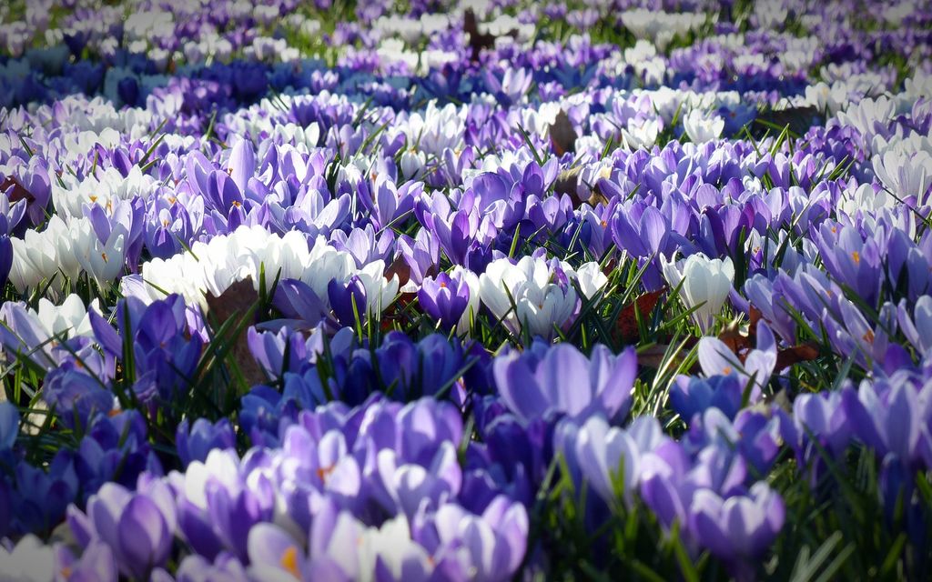 Crocus 1261310 1920 B019c