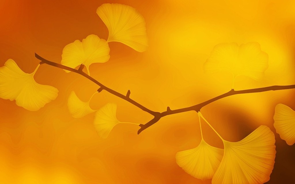 Ginkgo 092df