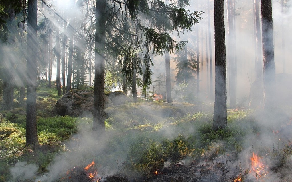 Incendio Bosco 29188