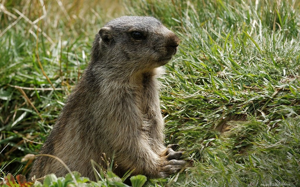 Marmotta 14972