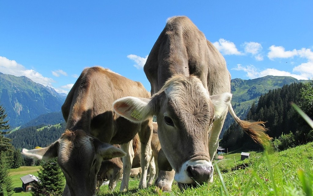 Mucca Pascolo A6ae3