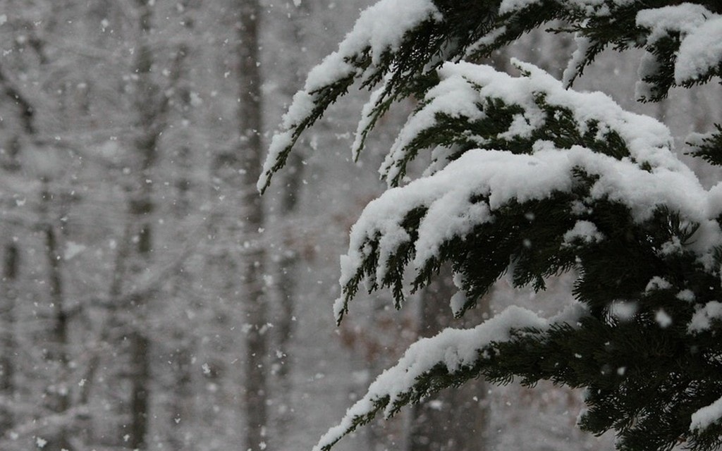 Neve Albero F0e6c