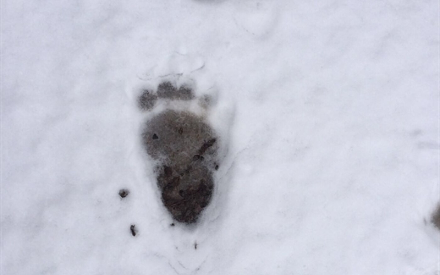 Orso Traccia Impronta Engadina.HR 21ae4