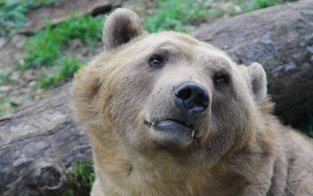 Orso D0ff0