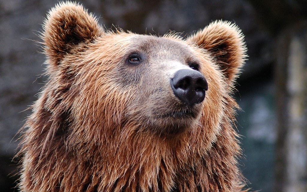 Orso F9e87