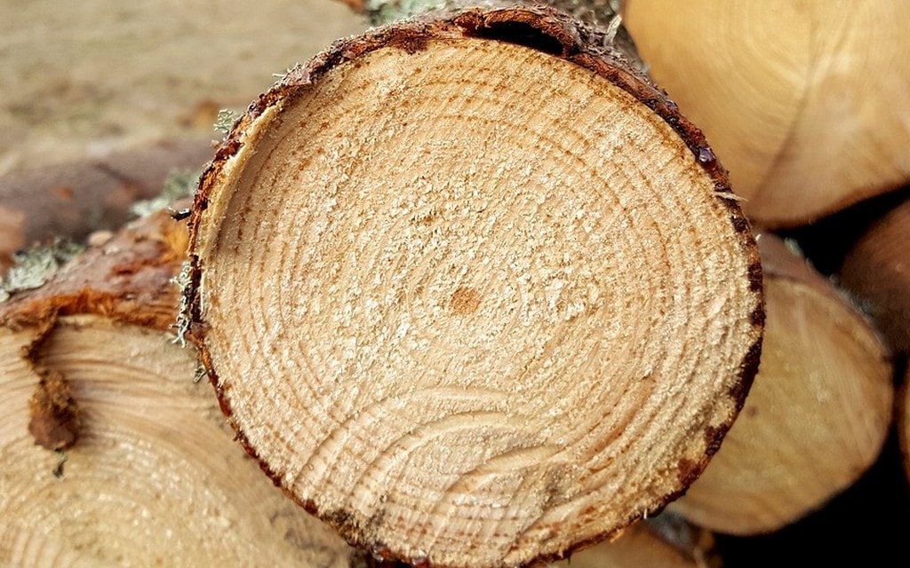 Segherie Legno C9145