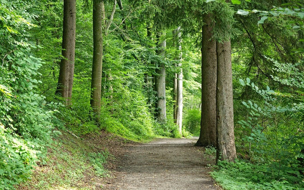 Strada Bosco C2199