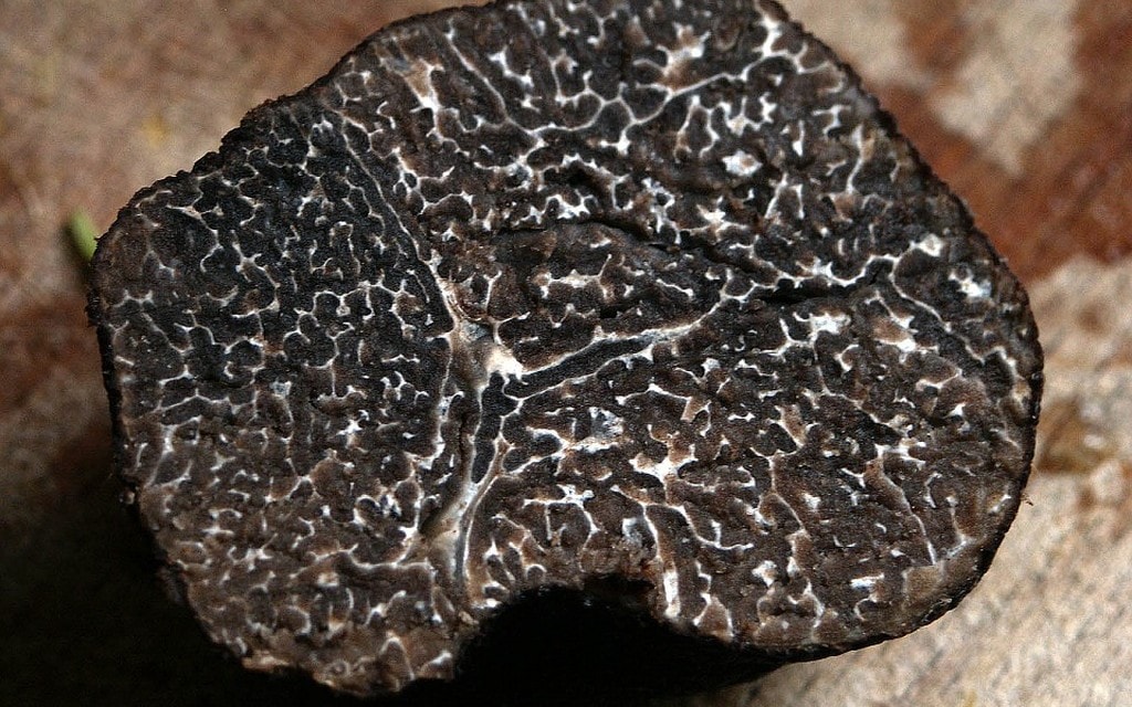 Tartufo C87ee