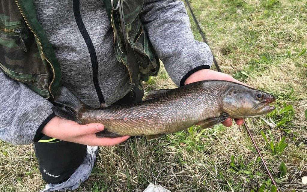 Trota Fario 122ea
