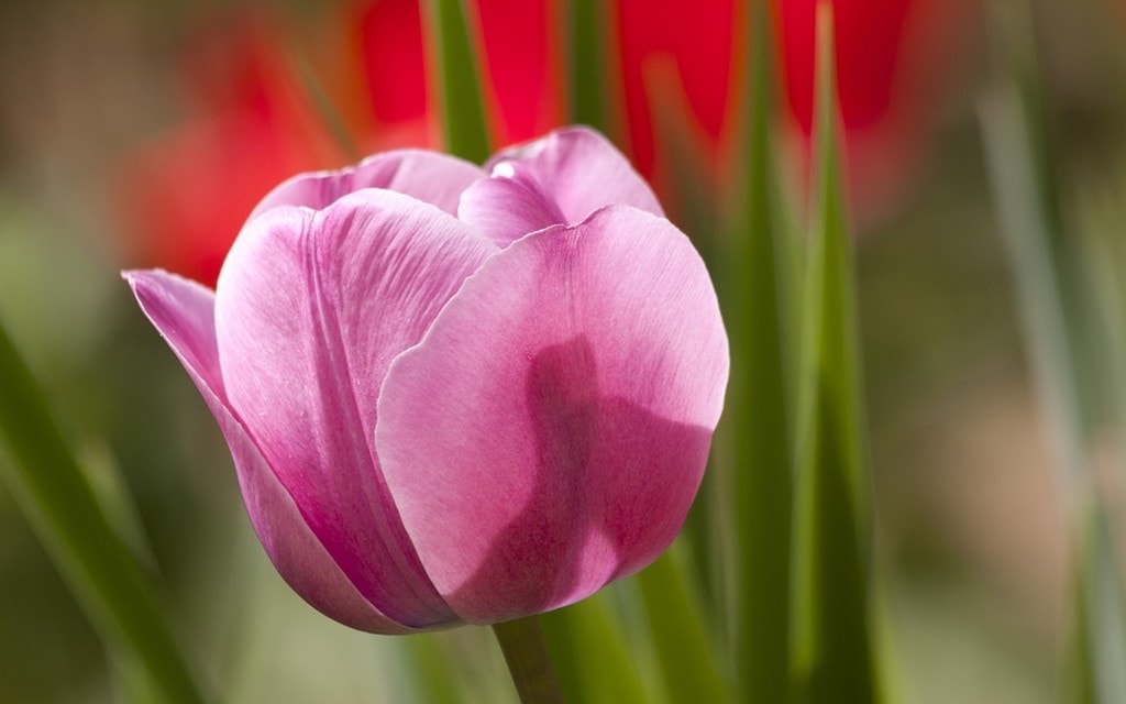 Tulipano Rosa 247f3