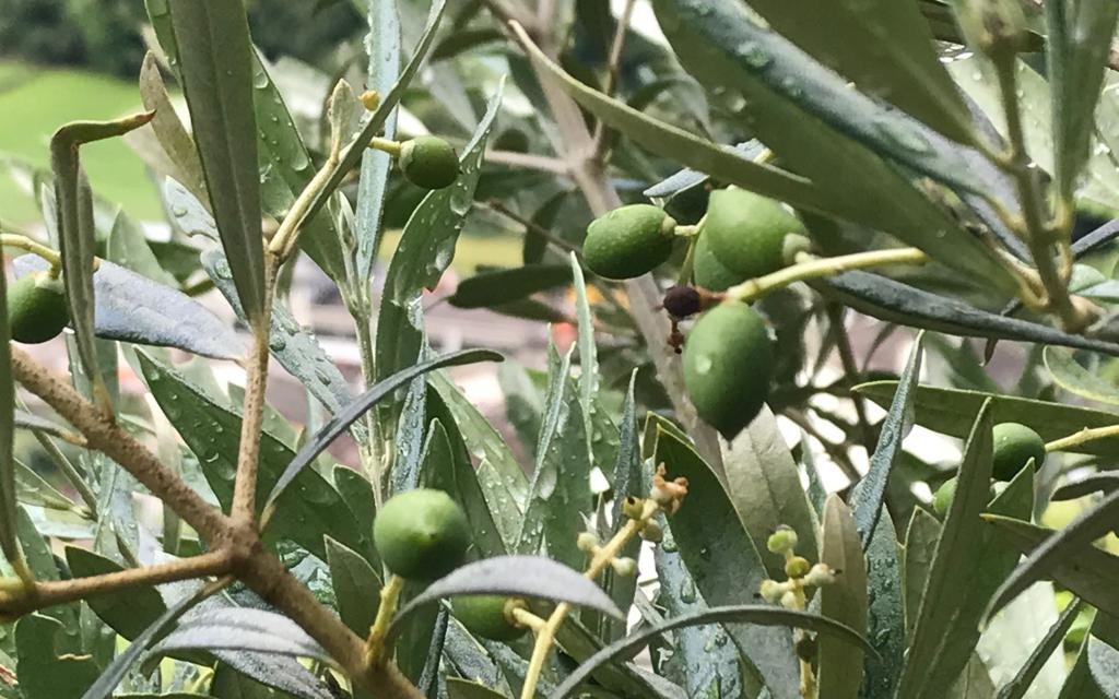 Ulivieoliveabrusio 2018 01 004 C124b