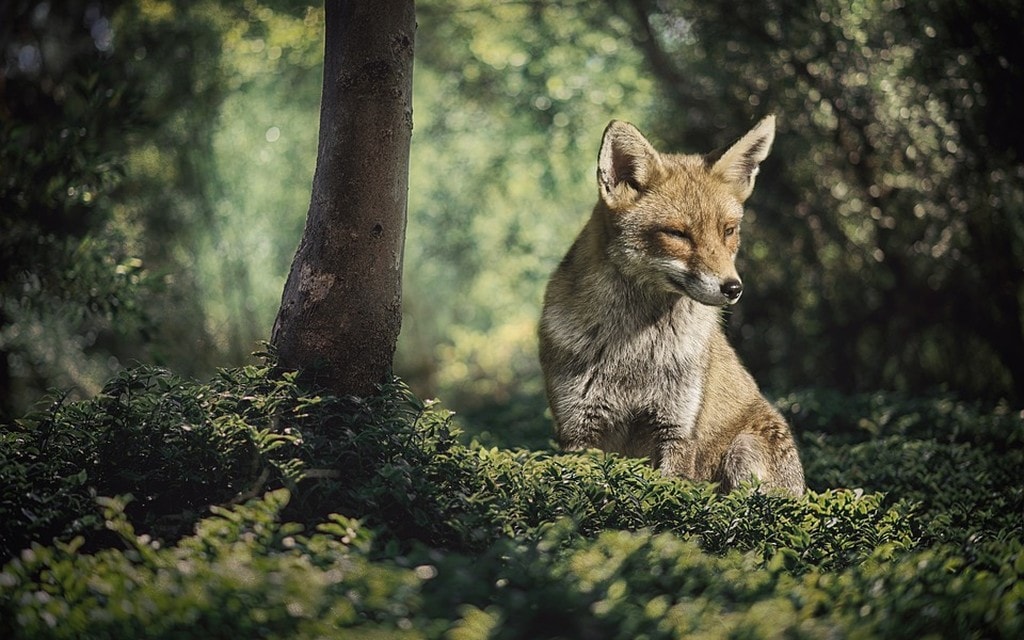 Volpe Bosco F3f4f