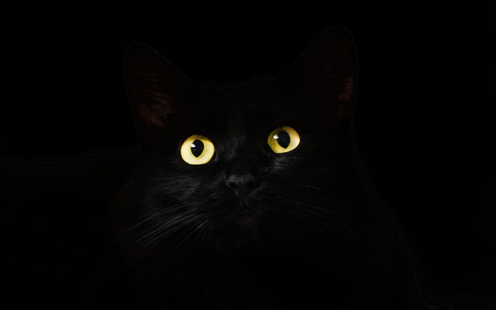 Cats Eyes 2944820 1920 B8dac